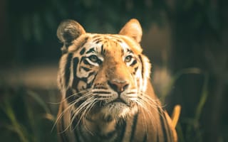Картинка тигр, животные, дикая природа, портрет, фауна, природа, красота