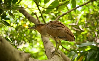 Картинка птица, природа, дерево, зелень, животные, фауна, лес