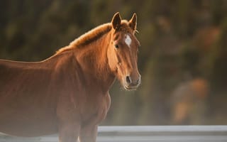 Картинка лошадь, природа, животные, пейзаж, освещение, красота, фотография