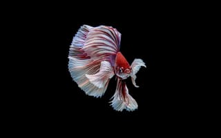 Картинка рыба, бета, аквариум, животные, водный мир, красота, плавники