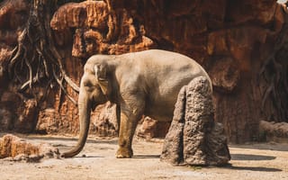 Картинка слон, животные, природа, зоопарк, ландшафт, пейзаж, фотография