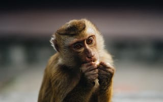 Картинка обезьяна, животные, природа, дикая природа, млекопитающие, фото, еда