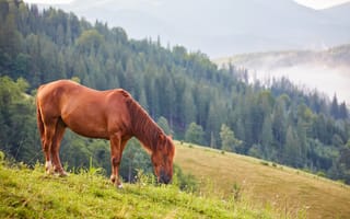Картинка лошадь, природа, горы, пейзаж, трава, животные, лес