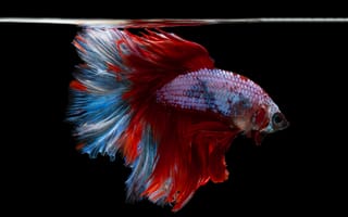 Картинка рыба, бетта, аквариум, красный, синий, животные, водная среда, красота, плавники, фото