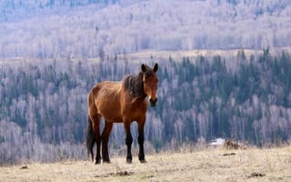 Картинка лошадь, природа, пейзаж, горы, животные, лес, поле