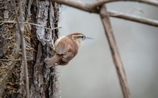 Картинка птица, дерево, природа, весна, дикая природа, орнитология, фотография