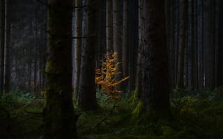 Картинка лес, природа, осень, деревья, мрак, зеленый, желтый