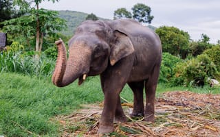 Картинка слон, животные, природа, зеленый, ландшафт, фауна, пейзаж