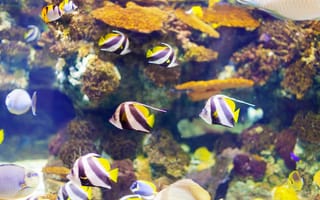 Картинка рыбы, аквариум, подводный мир, океан, цветные, кораллы, животные