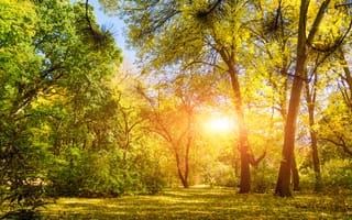 Картинка лес, осень, природа, солнце, деревья, пейзаж, зеленый