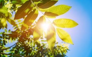 Картинка листья, солнце, природа, зелень, лето, дерево, освещение