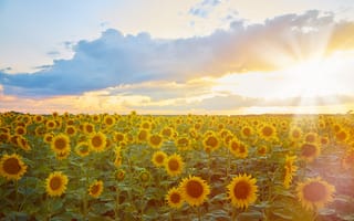 Картинка подсолнухи, пейзаж, закат, природа, цветы, лето, солнце