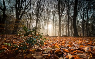 Картинка лес, осень, солнце, листья, природа, туман, пейзаж, деревья, фотография, пейзажный