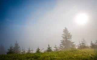 Картинка лес, туман, природа, солнце, пейзаж, деревья, небо