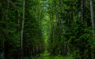 Картинка лес, природа, деревья, зелень, пейзаж, тропа, освещение