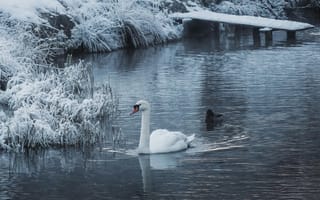 Картинка лебедь, зима, природа, водоем, снег, пейзаж, утка