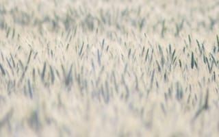 Картинка трава, природа, пейзаж, зелень, фон, мягкий, абстракция