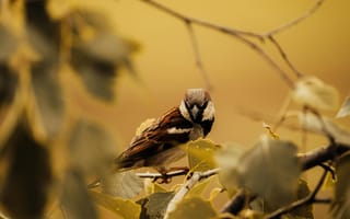 Картинка птица, природа, осень, листья, фото, животные, пейзаж