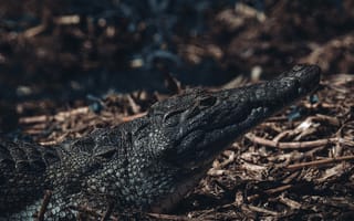 Картинка крокодил, природа, животные, дикие, пейзаж, фауна, водоем