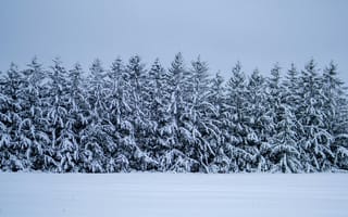 Картинка зима, снег, лес, природа, пейзаж, холод, деревья