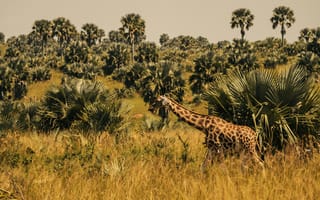 Картинка жираф, природа, африка, пейзаж, трава, растения, животные