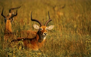 Картинка антилопа, природа, животные, пейзаж, трава, дикое, фауна