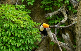 Картинка тукан, птица, природа, зелень, деревья, животные, ландшафт