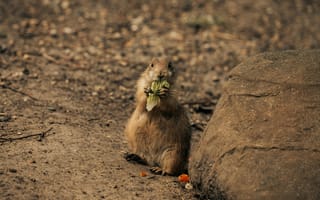 Картинка сурок, природа, животные, еда, камень, земля, веселый