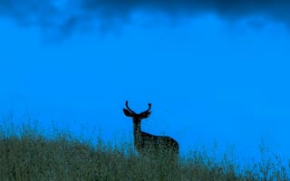 Картинка олень, природа, пейзаж, горы, небо, трава, животные