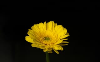 Картинка цветок, желтый, природа, макро, черный фон, красота, растение