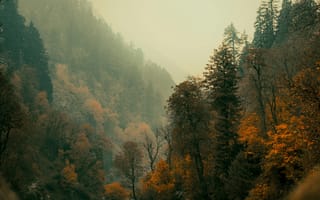Картинка осень, лес, природа, горы, пейзаж, деревья, туман