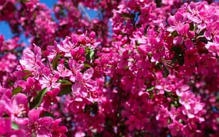 Картинка цветы, весна, природа, розовый, дерево, красота, пейзаж