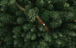 Картинка лес, природа, автомобиль, дорога, пейзаж, зелень, отдых