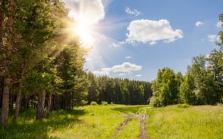 Картинка лес, природа, солнце, небо, пейзаж, тропа, зелень, обои