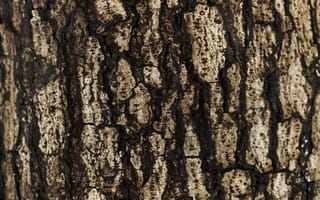 Картинка кора, дерево, природа, текстура, коричневый, фоновое, обои