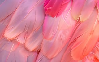 Картинка перья, розовый, текстура, природа, абстракция, мягкость, цвет