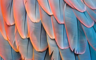 Картинка перья, птицы, цвета, текстура, природа, обои, красота