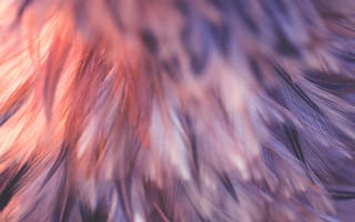 Картинка перья, текстура, фон, розовый, мягкий, абстракция, природа