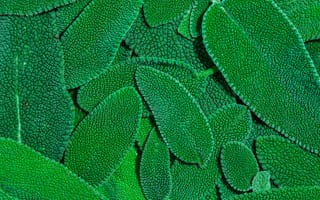 Картинка листья, зелень, природа, текстура, растения, фоновое, обои