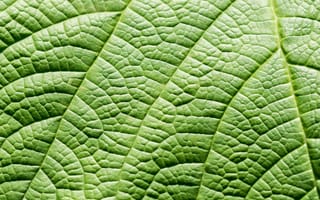 Картинка лист, зелень, природа, текстура, растение, фоновое, обои