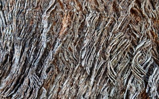 Картинка дерево, текстура, природа, корка, фоновое, обои, естественный