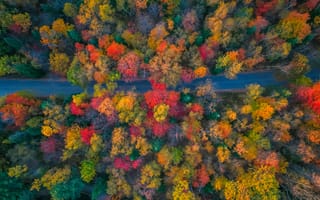 Картинка осень, лес, природа, пейзаж, цвета, деревья, дорога