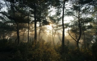 Картинка лес, природа, свет, туман, деревья, утро, пейзаж