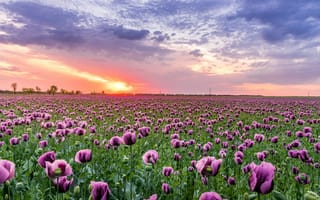 Картинка пейзаж, цветы, мак, закат, природа, поля, красота