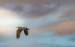 Картинка птица, небо, полет, облака, природа, грива, красота