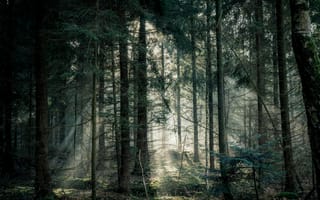 Картинка лес, природа, свет, деревья, туман, пейзаж, тишина