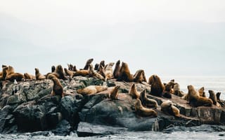 Картинка морские львы, природа, океан, скалы, животные, пейзаж, группа