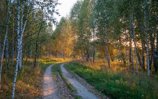 Картинка лес, природа, осень, пейзаж, дорога, деревья, свет