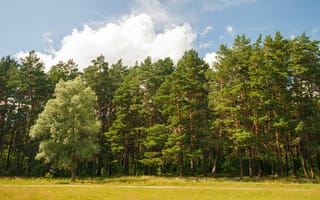 Картинка лес, природа, деревья, небо, облака, пейзаж, зелень
