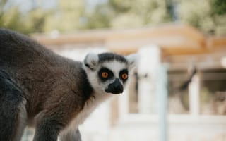 Картинка лемур, животные, природа, зоопарк, фото, дикие, млекопитающие
